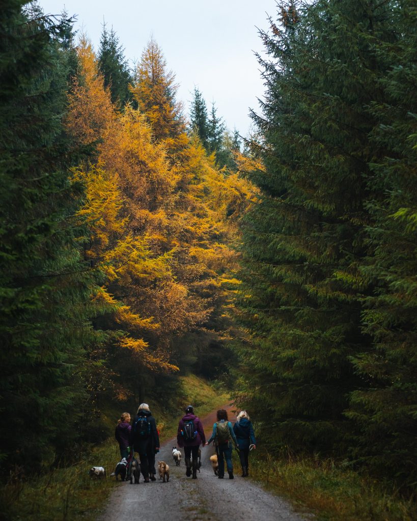 Education canine Le Relecq Kerhuon Chiens adultes